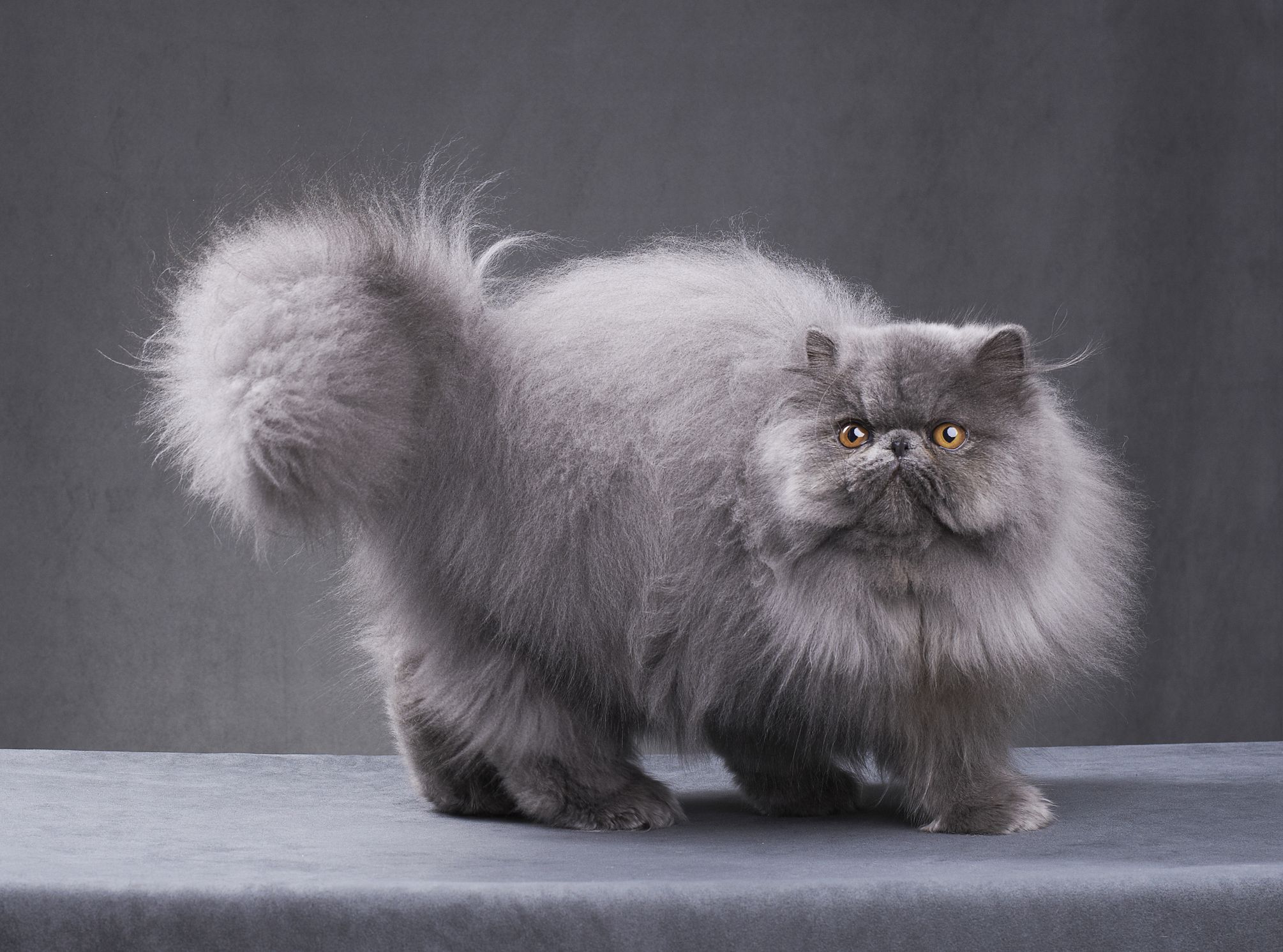 Fluffy Cat