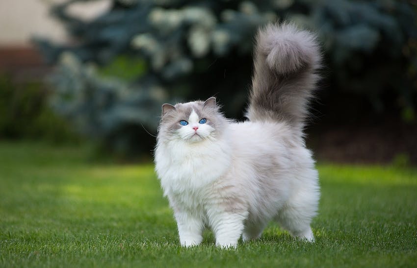 Super Fluffy Cat
